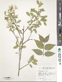 Exochorda racemosa image