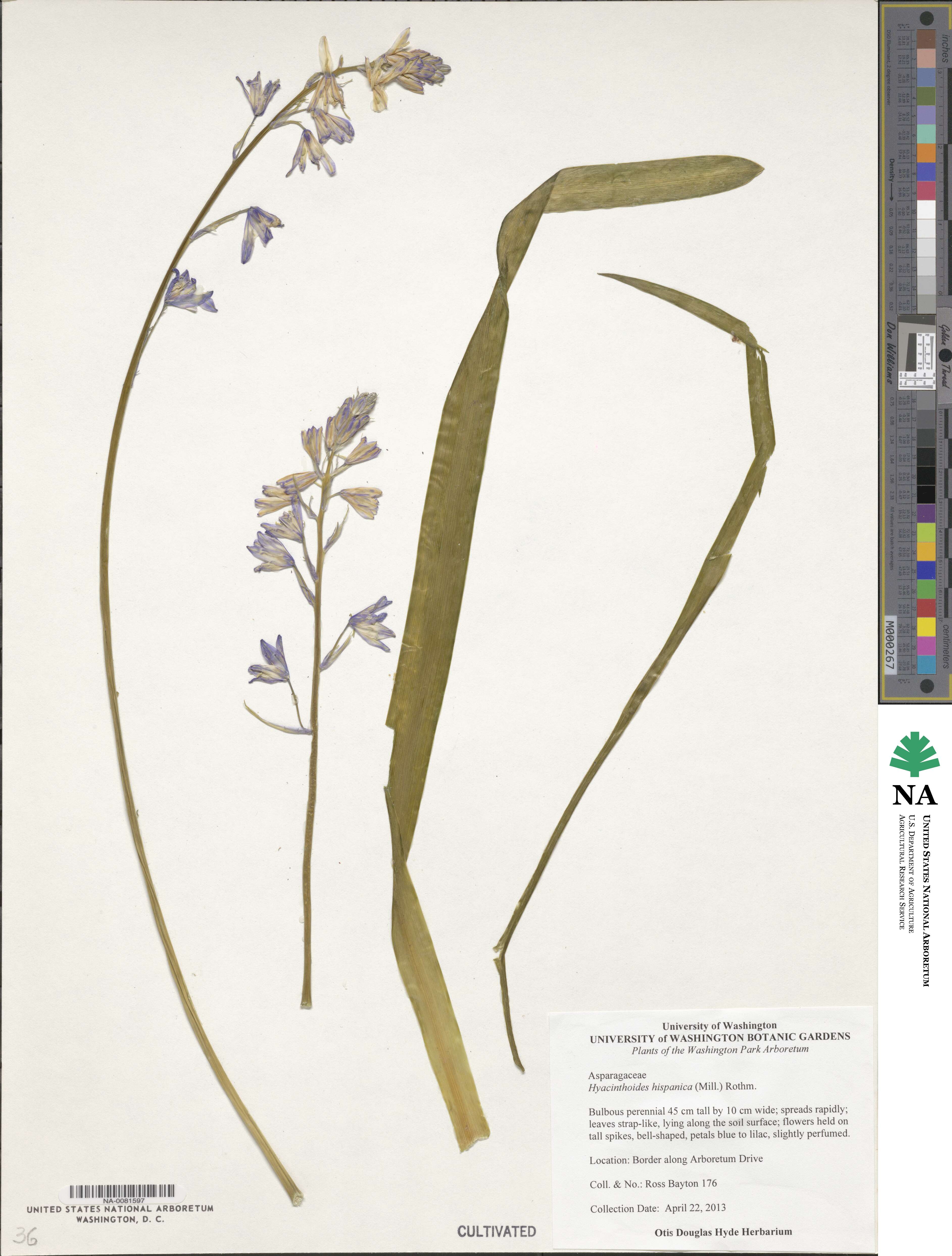 Hyacinthoides hispanica image