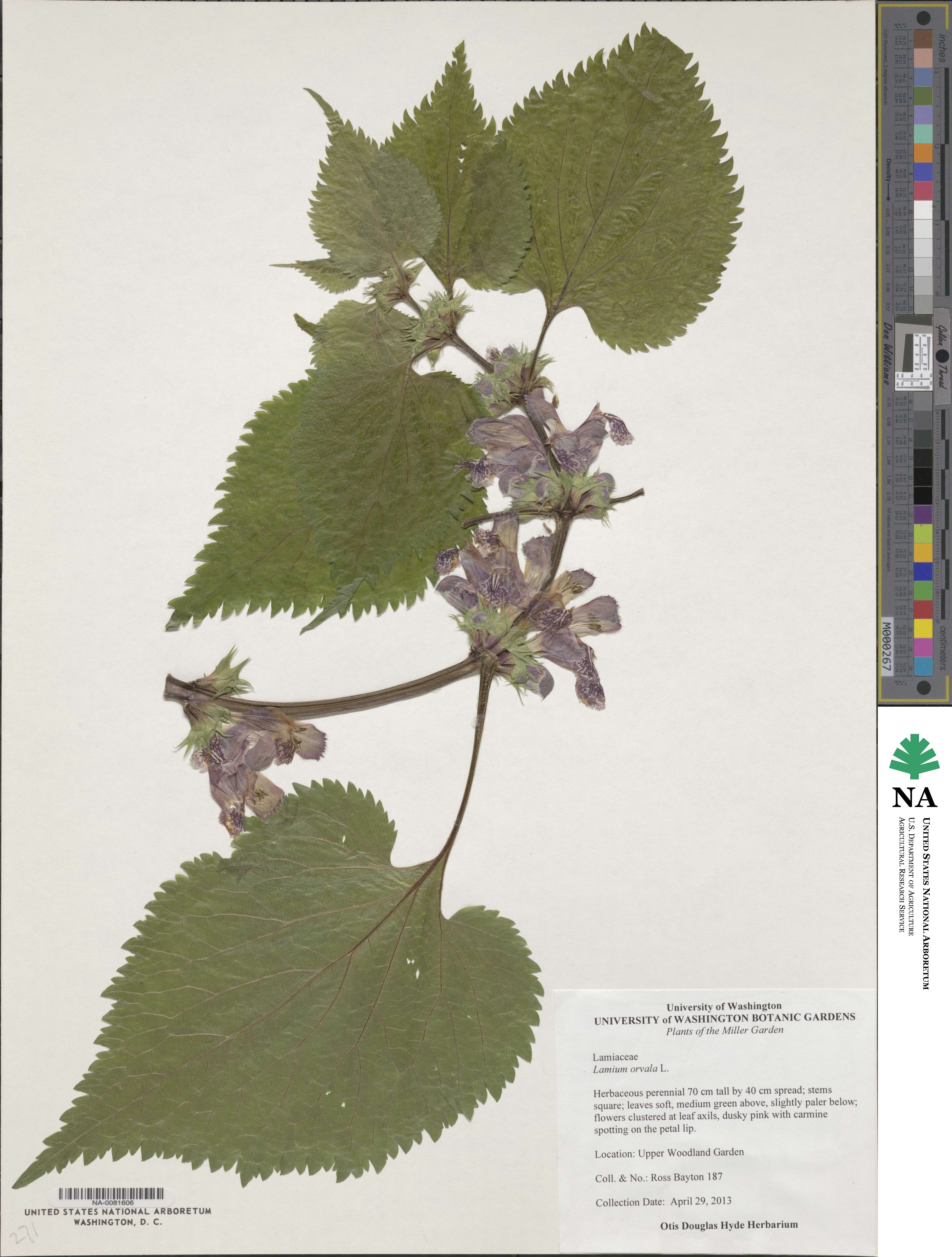 Lamium orvala image