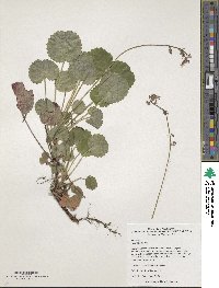 Saxifraga hirsuta image