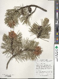 Pinus contorta image