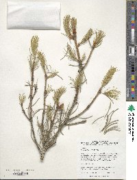 Picea smithiana image