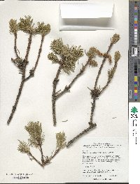 Picea alcoquiana image