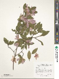 Rhododendron rubropilosum image