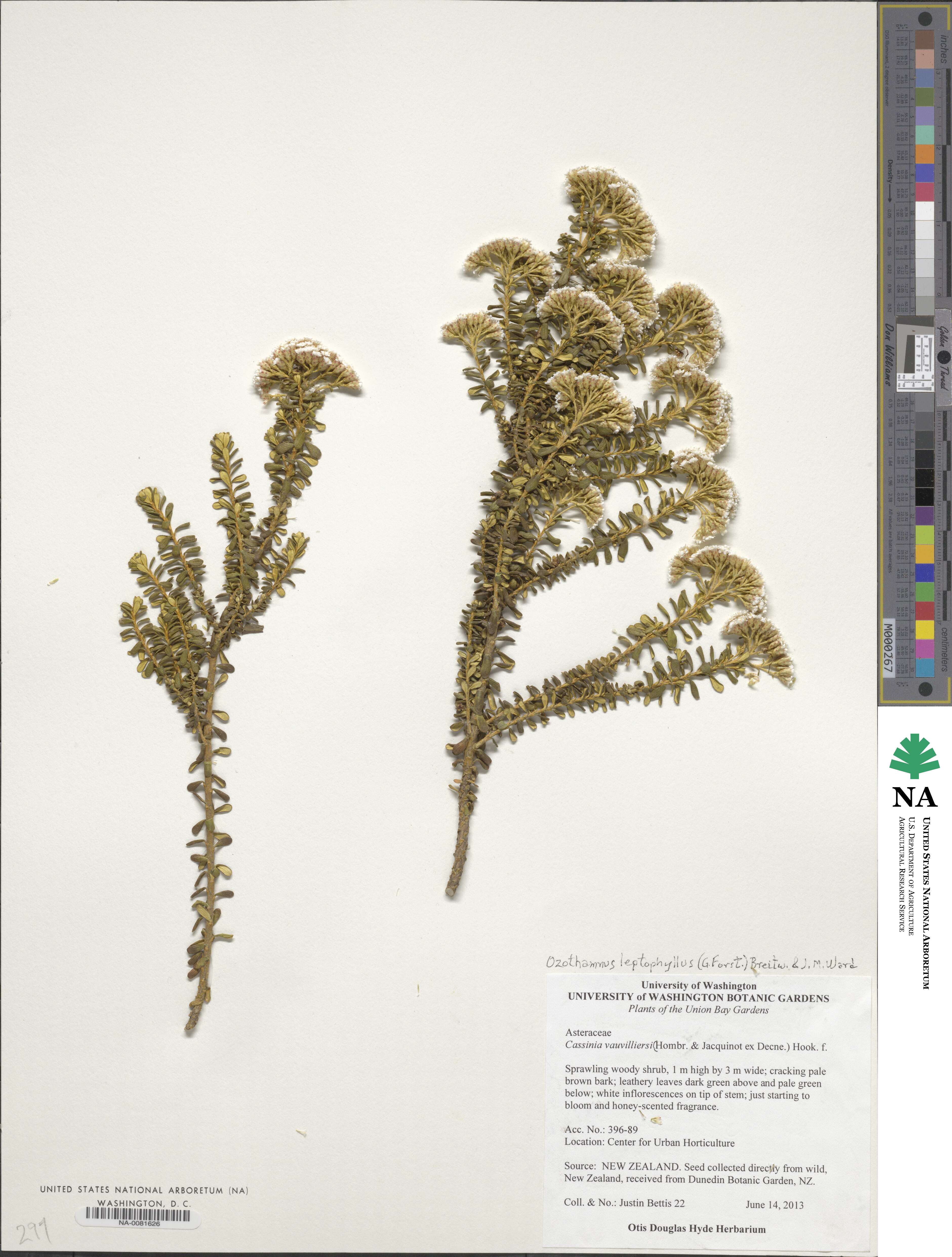 Ozothamnus leptophyllus image