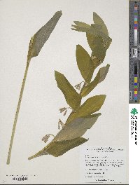 Polygonatum odoratum image