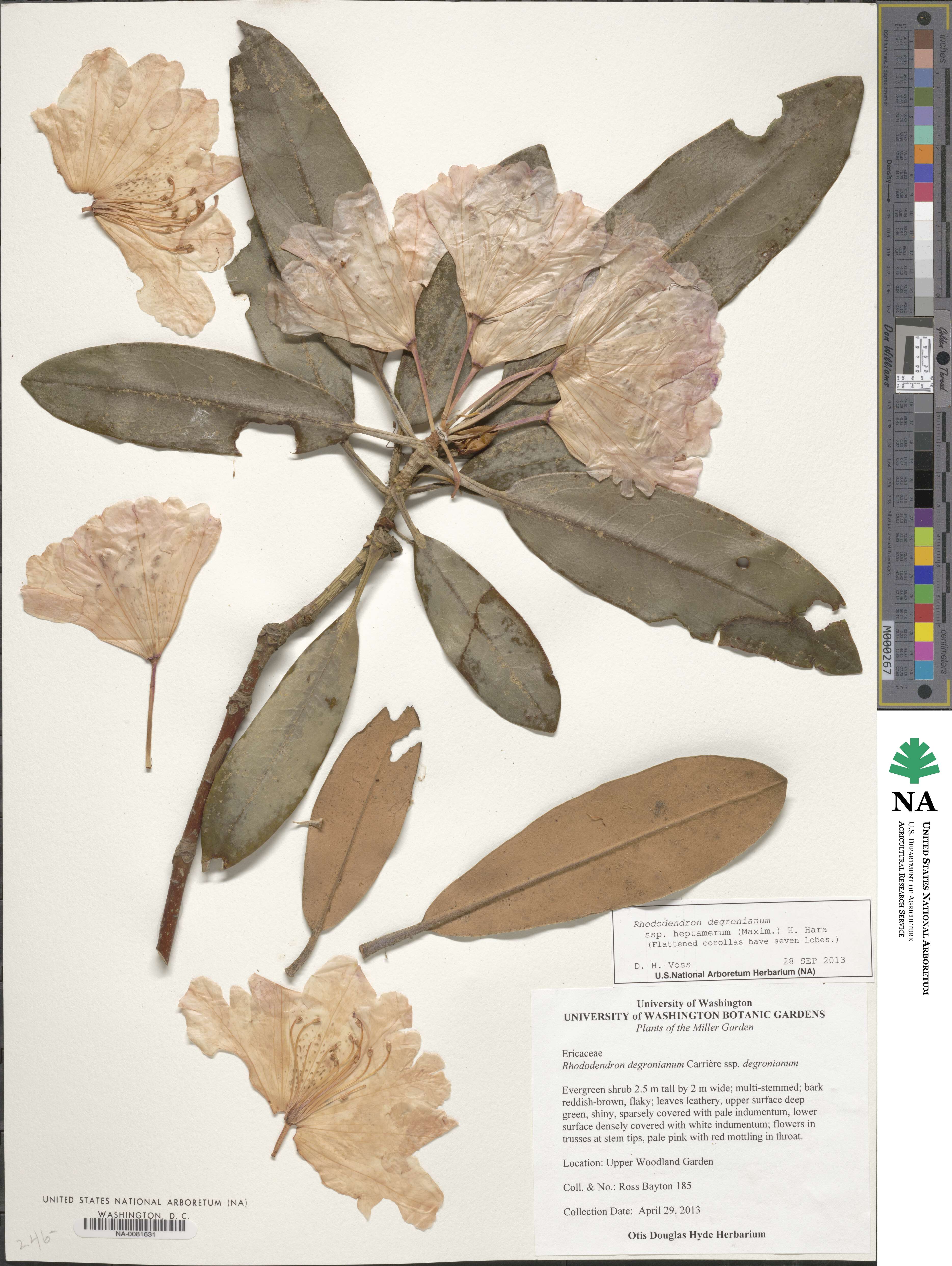 Rhododendron japonoheptamerum image