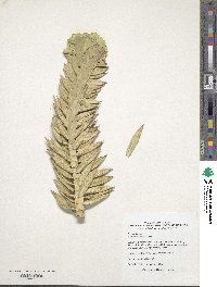 Euphorbia rigida image