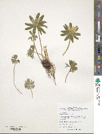Eranthis hyemalis image