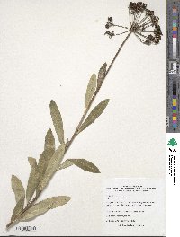 Bupleurum fruticosum image