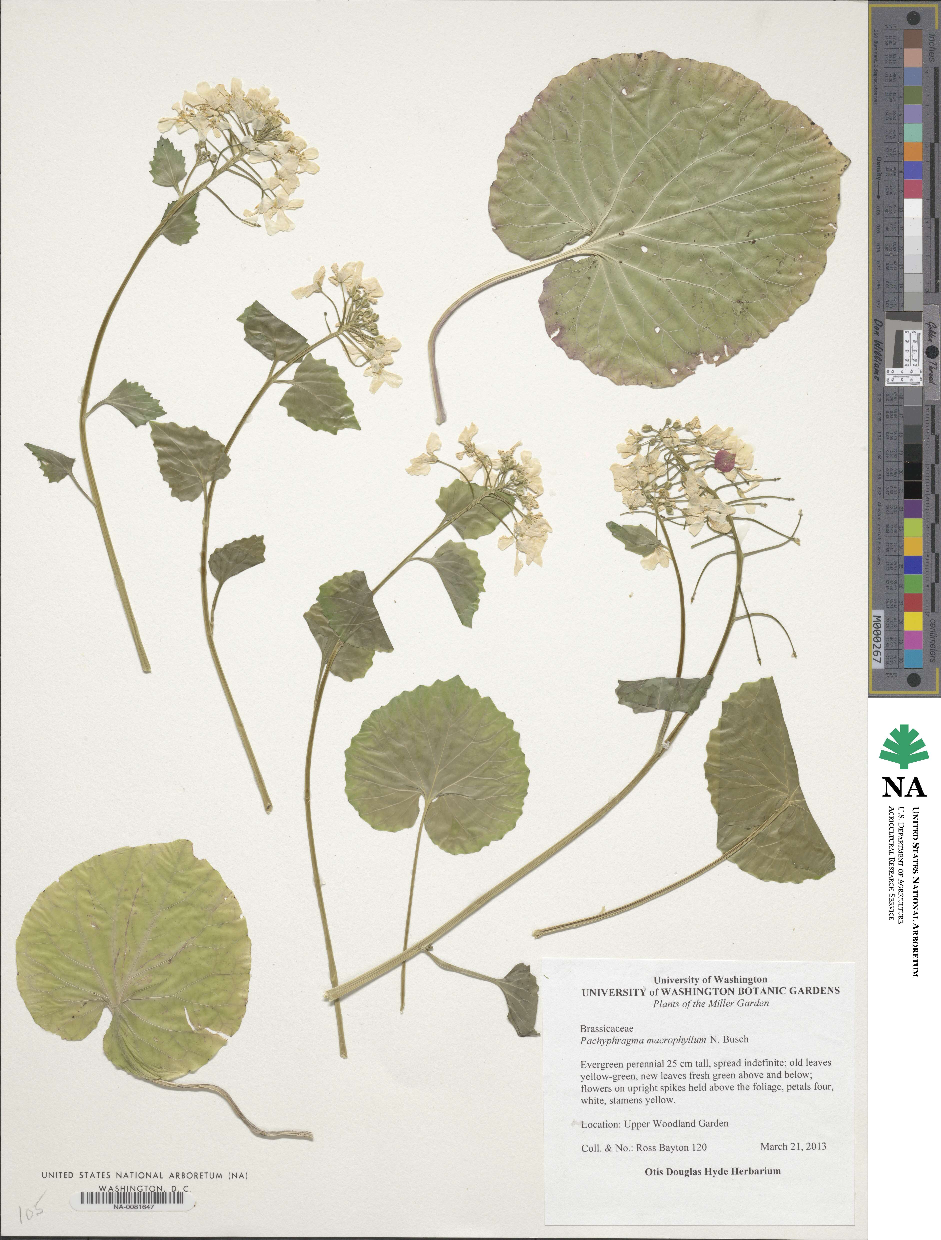 Pachyphragma macrophyllum image