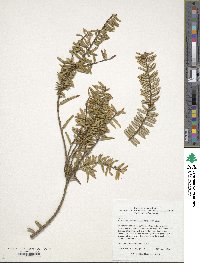 Image of Pseudotaxus chienii