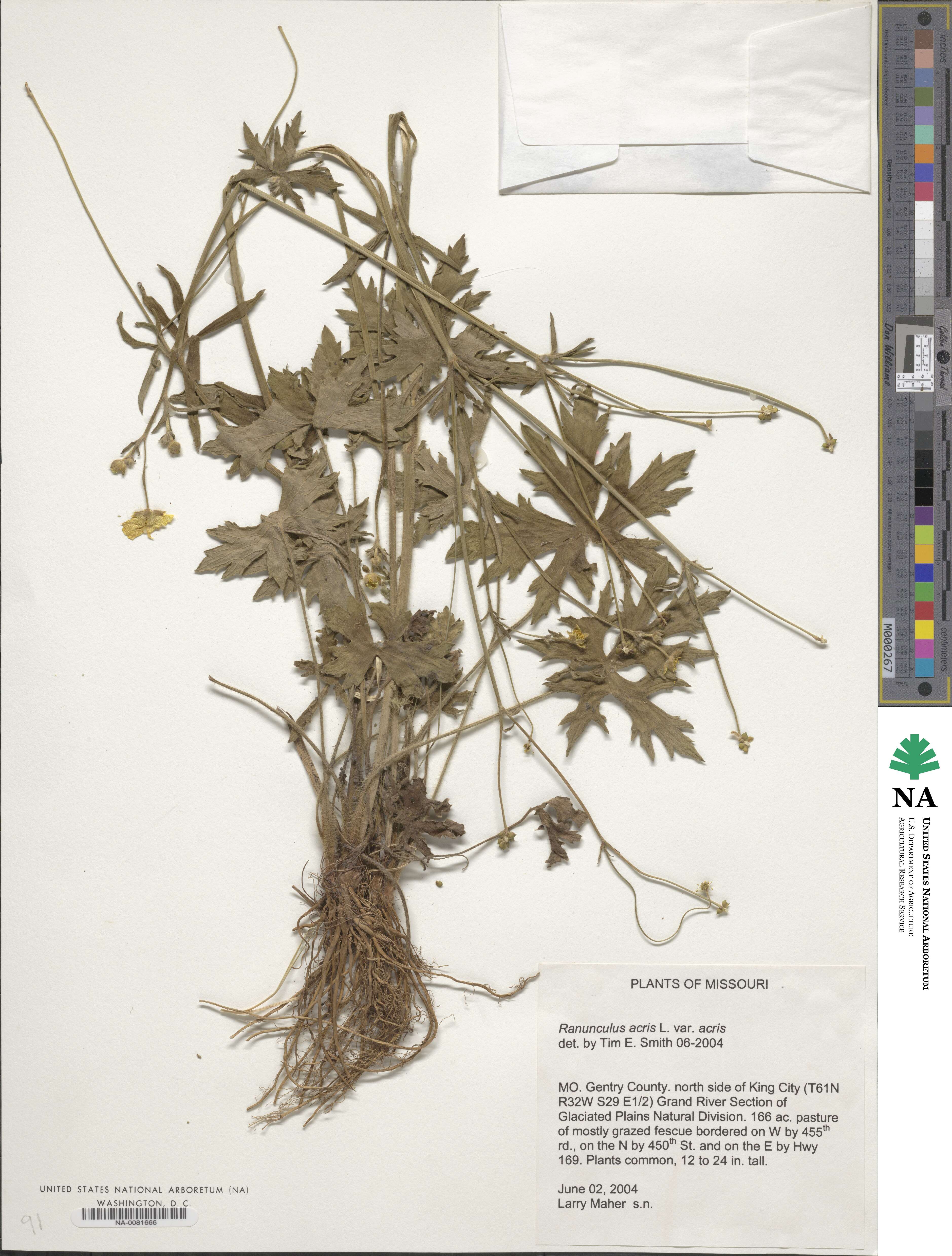 Ranunculus acris var. acris image