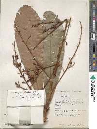 Cespedesia spathulata image