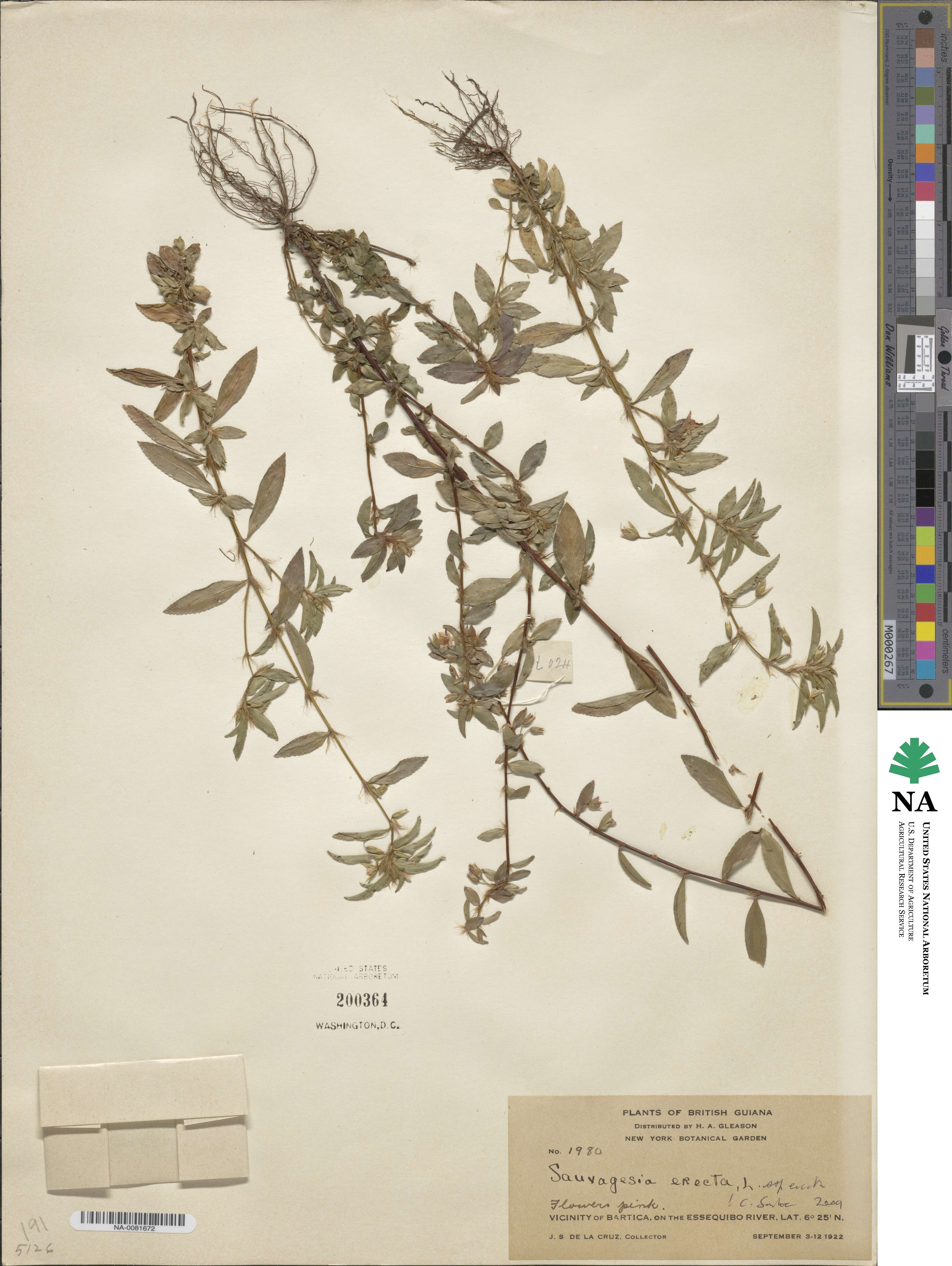Sauvagesia erecta image