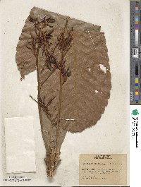 Cespedesia spathulata image