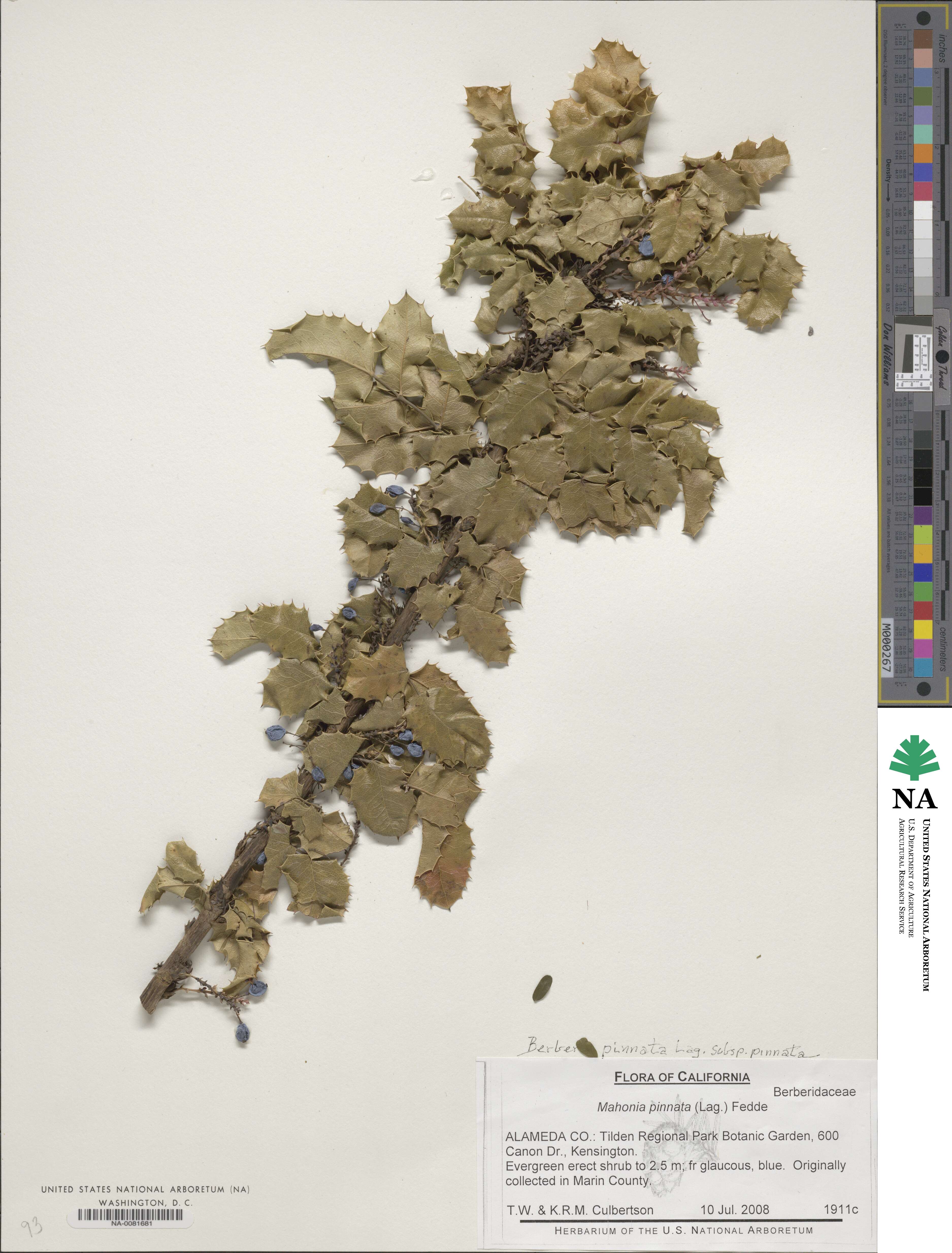 Berberis pinnata image