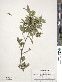 Frangula californica image