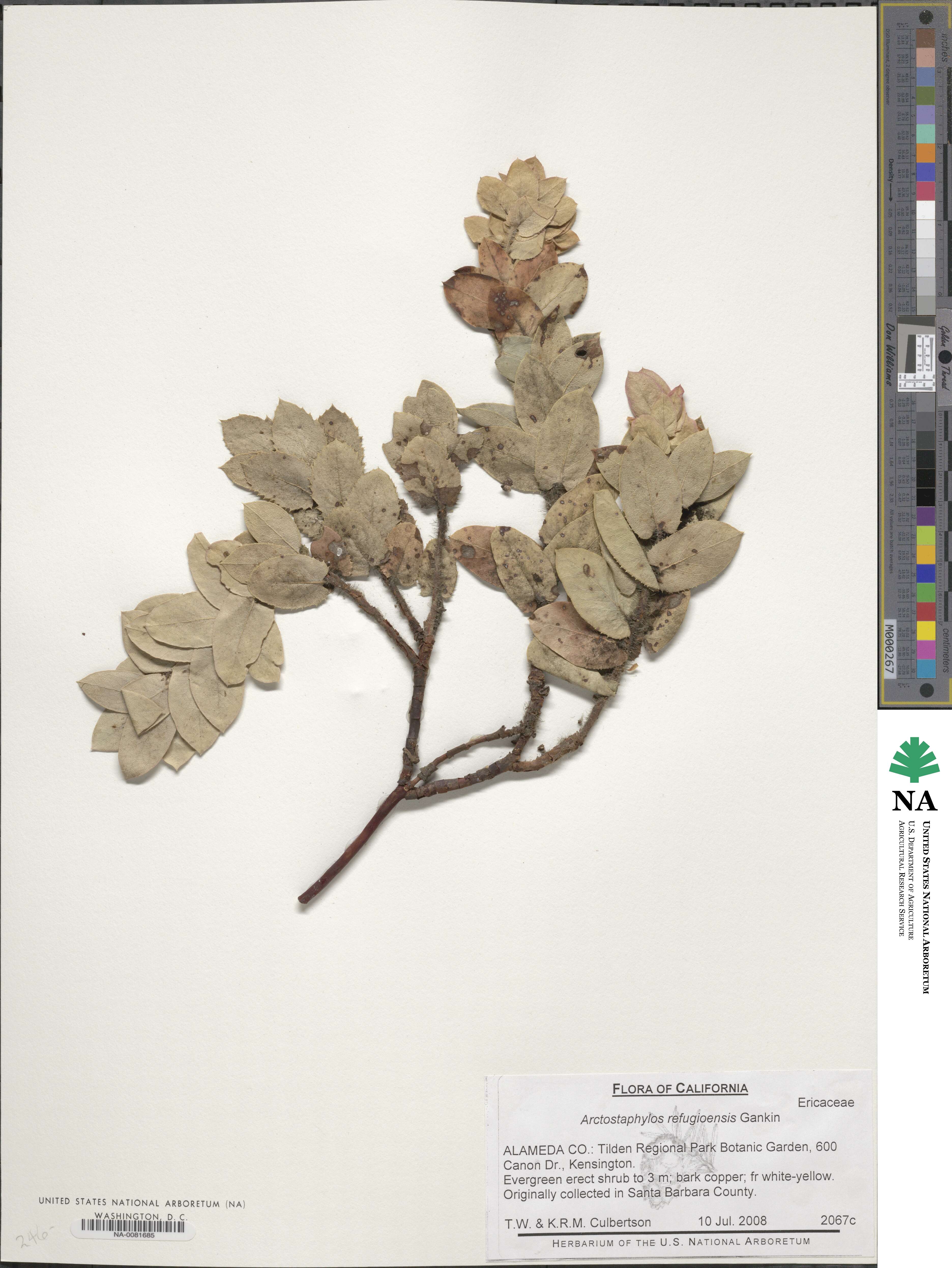 Arctostaphylos refugioensis image