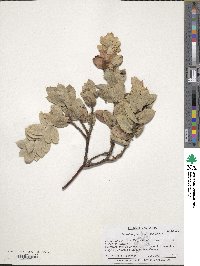 Arctostaphylos refugioensis image