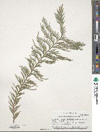 Chamaecyparis lawsoniana image