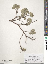 Arctostaphylos edmundsii image