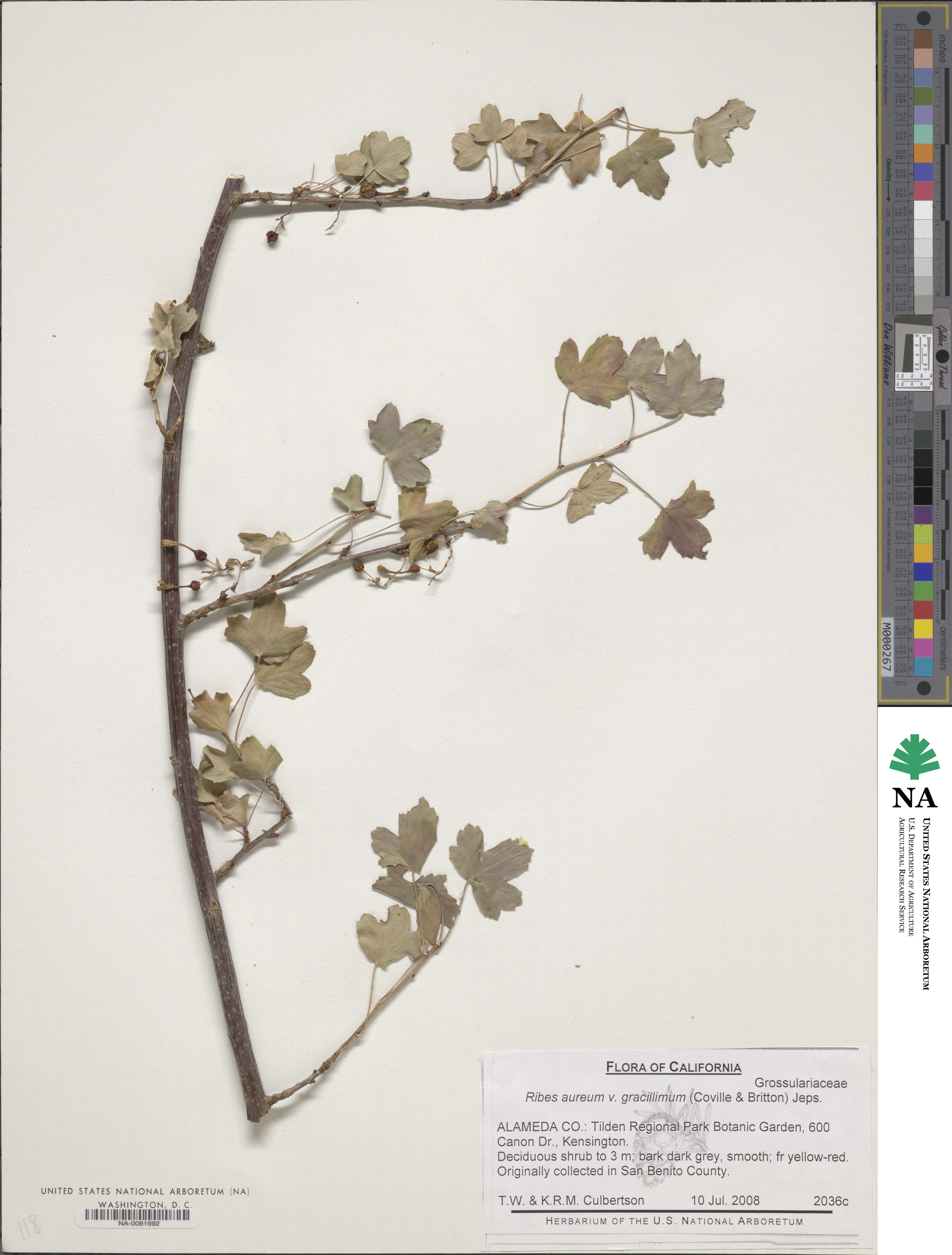 Ribes aureum image