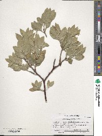 Arctostaphylos manzanita image