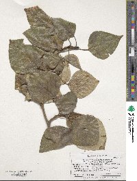 Populus trichocarpa image