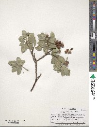 Arctostaphylos tomentosa image