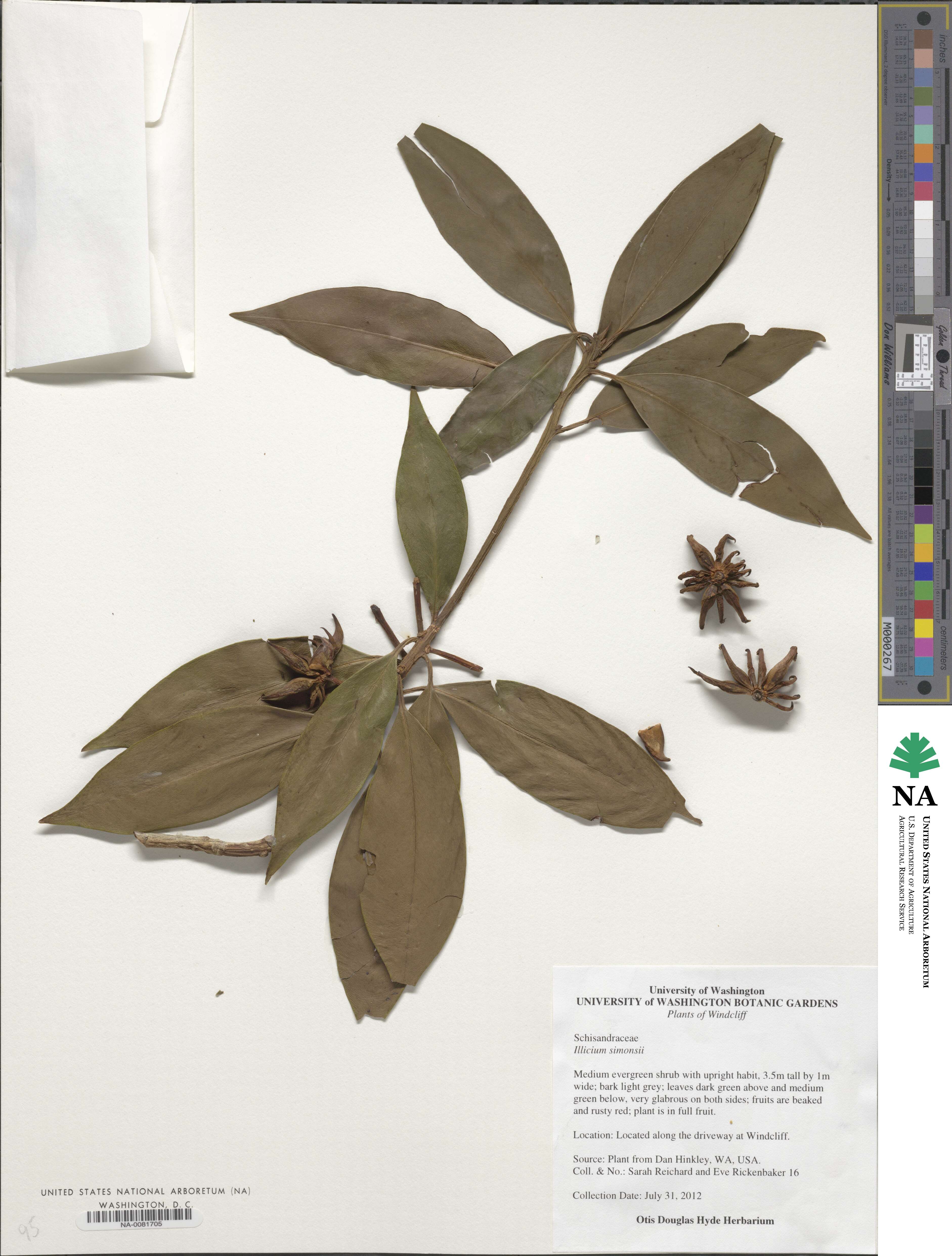 Illicium simonsii image