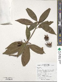 Image of Illicium simonsii