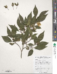 Stewartia monadelpha image