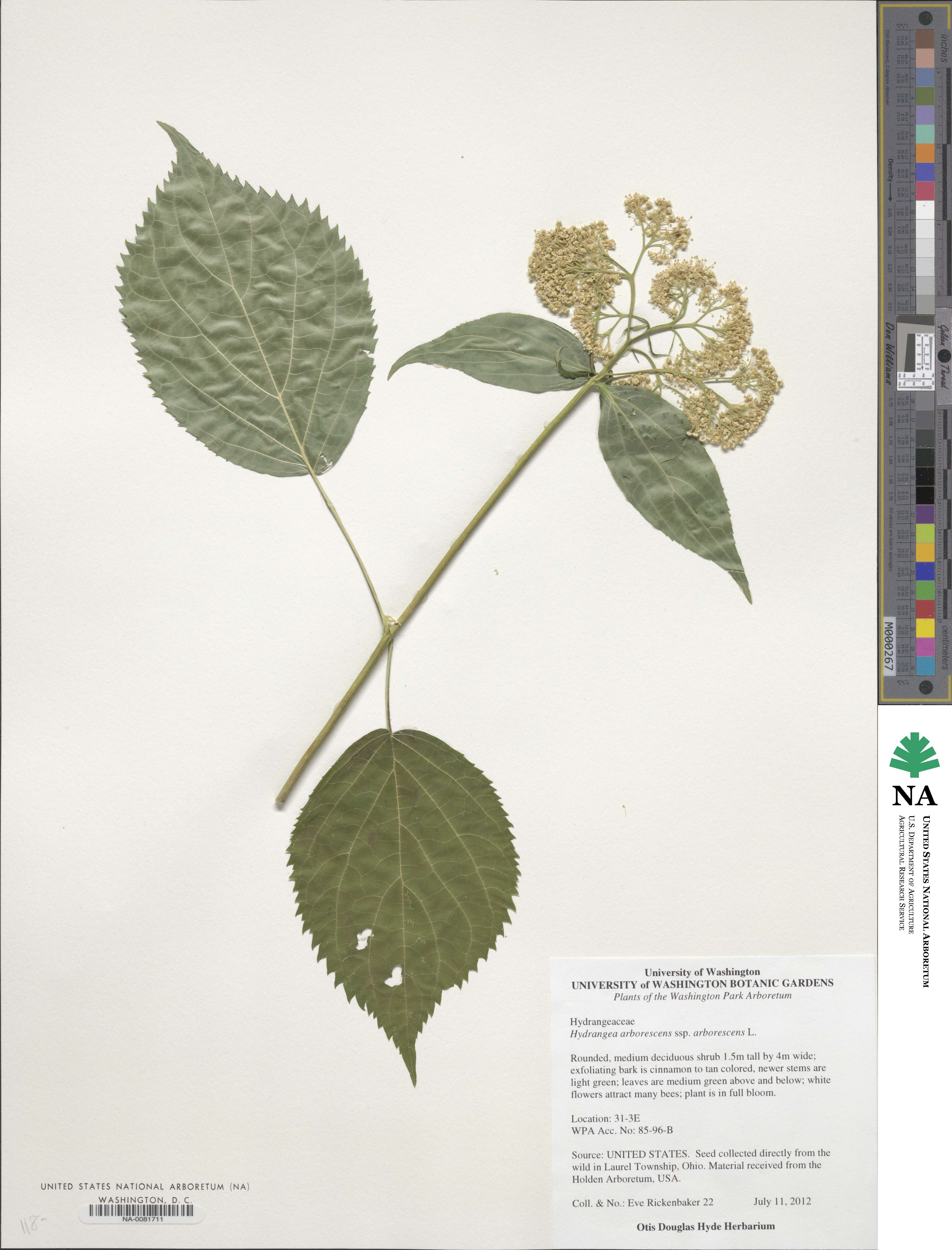 Hydrangea arborescens subsp. arborescens image