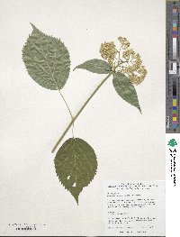 Hydrangea arborescens image