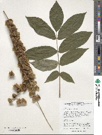 Image of Pterocarya macroptera