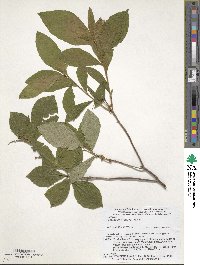 Rhododendron albrechtii image