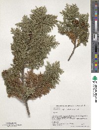 Chamaecyparis pisifera image