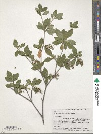 Enkianthus subsessilis image