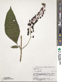 Phytolacca americana image