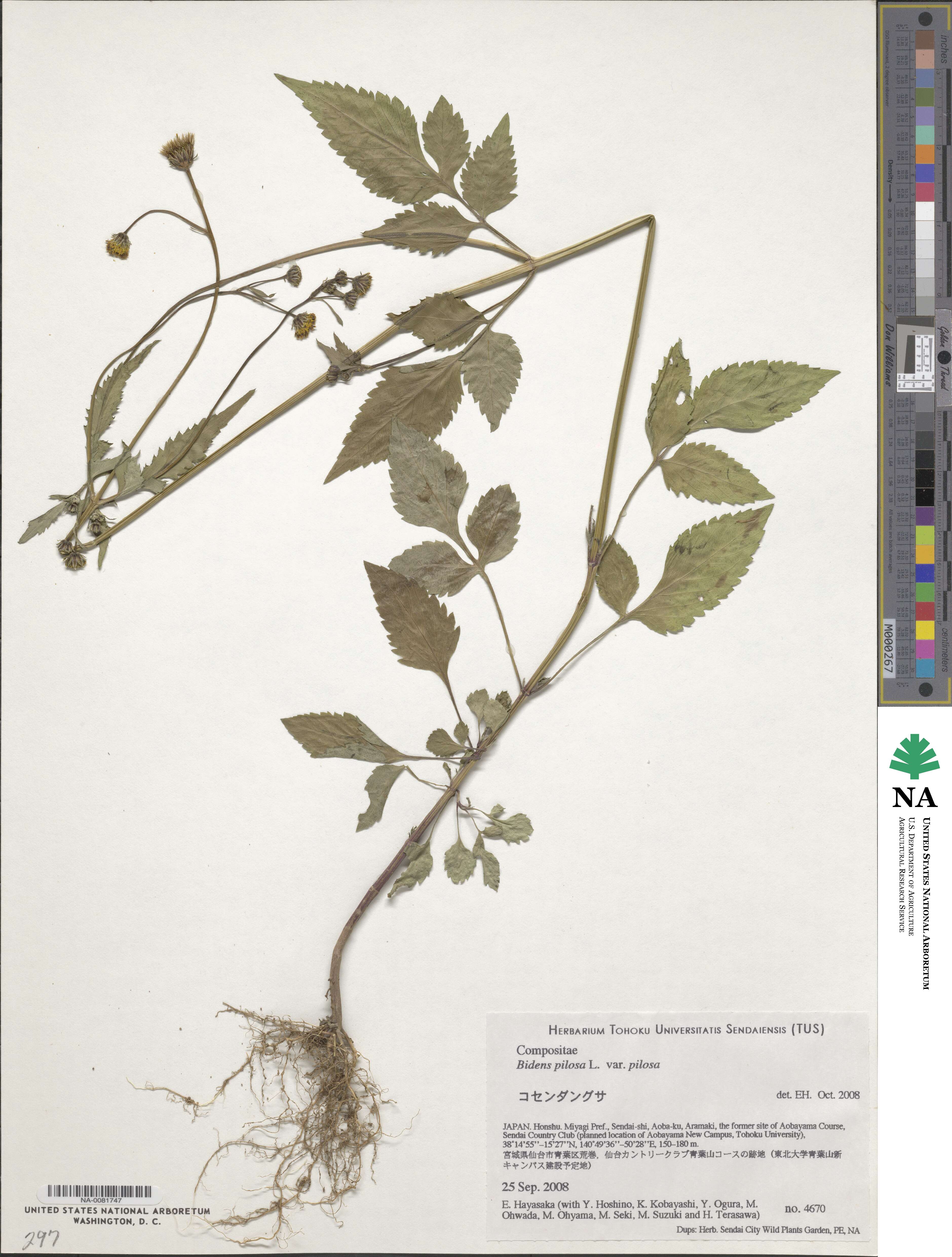 Bidens pilosa image