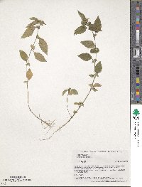 Acalypha australis image