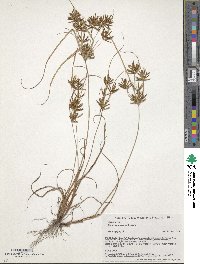 Cyperus amuricus image