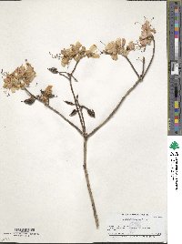 Rhododendron vaseyi image