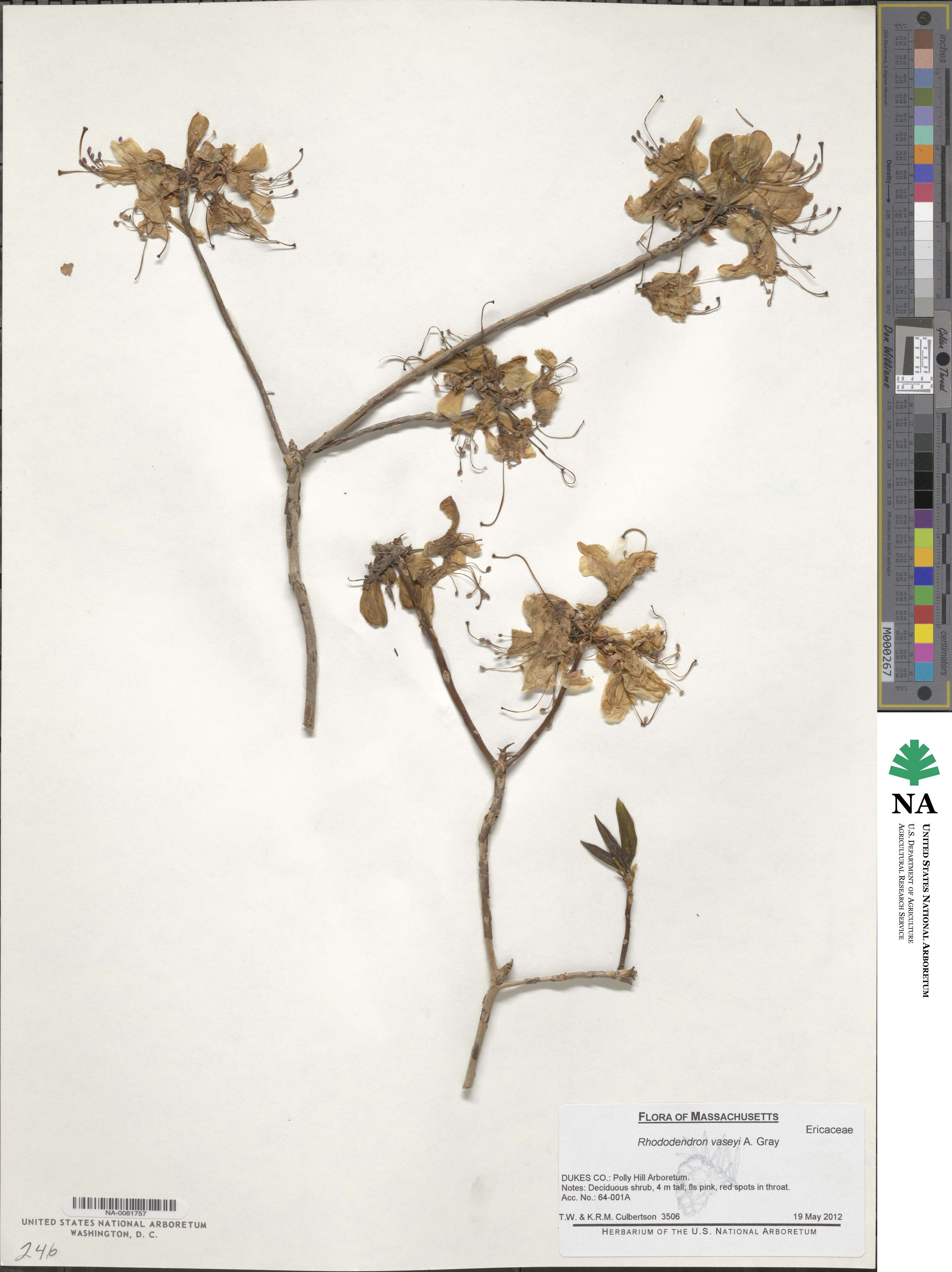 Rhododendron vaseyi image