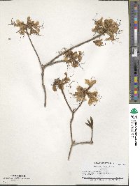 Rhododendron vaseyi image