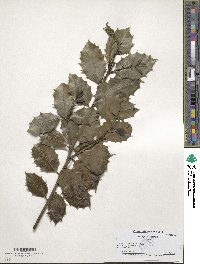 Ilex opaca image