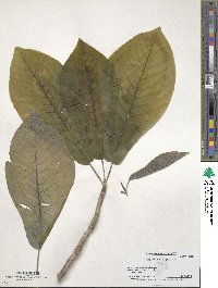 Magnolia macrophylla image