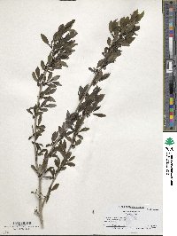 Ilex decidua image