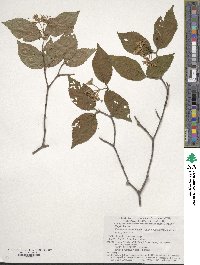 Viburnum erosum image